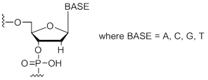 Unit Structure: 2'-Deoxy Bases (A, C, G, T)